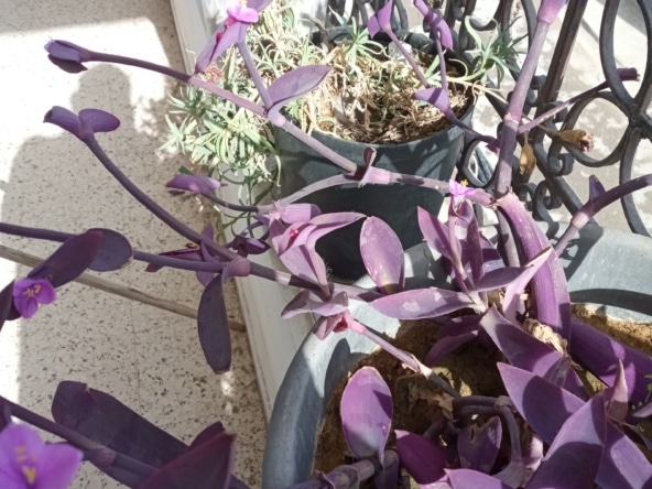 Villa in Ariana,Tunis,La soukra