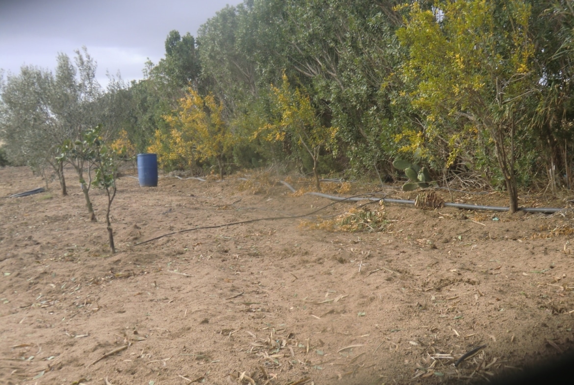 Farm in Nabeul,Kelibia
