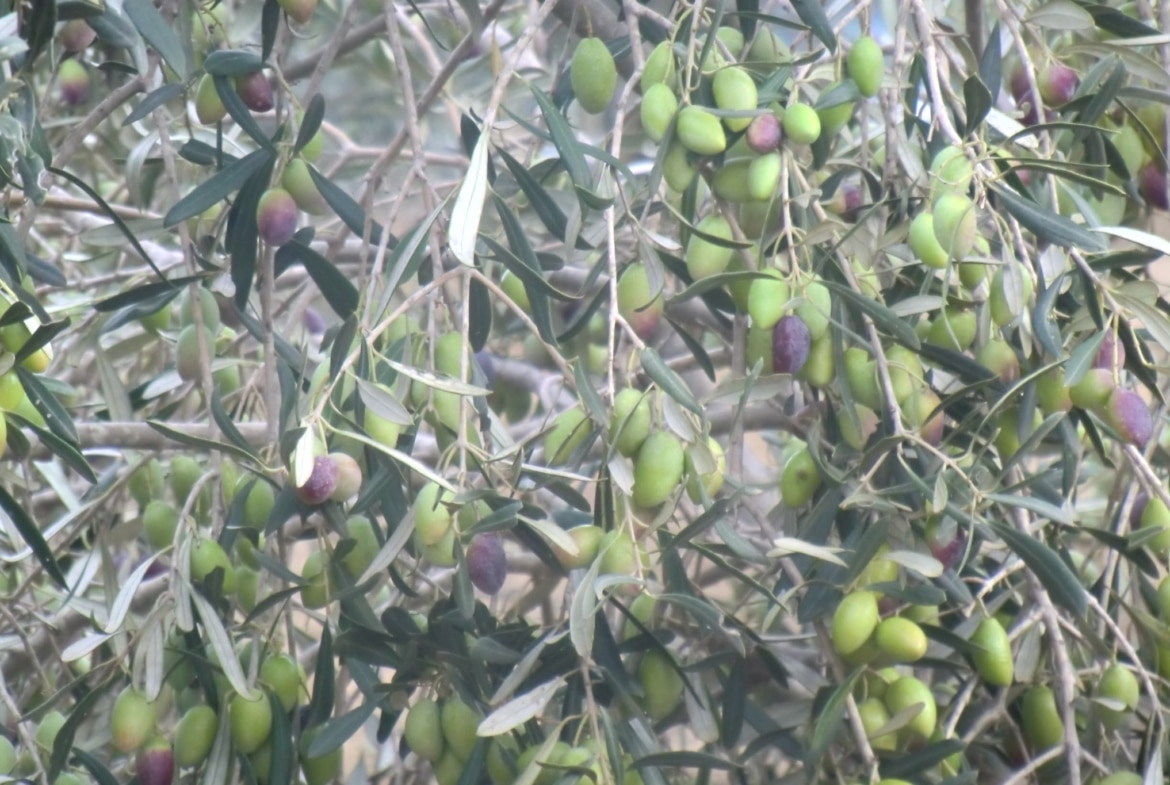 Farm in Nabeul,Kelibia