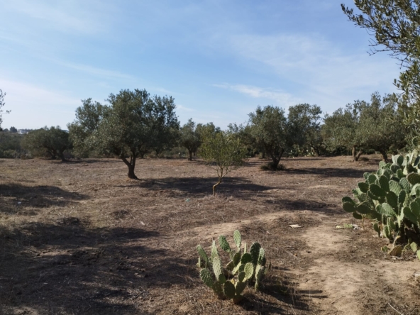 Land in Nabeul,Kelibia