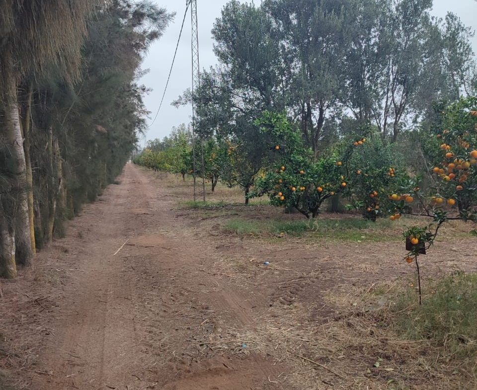 Farm in Nabeul,Korba