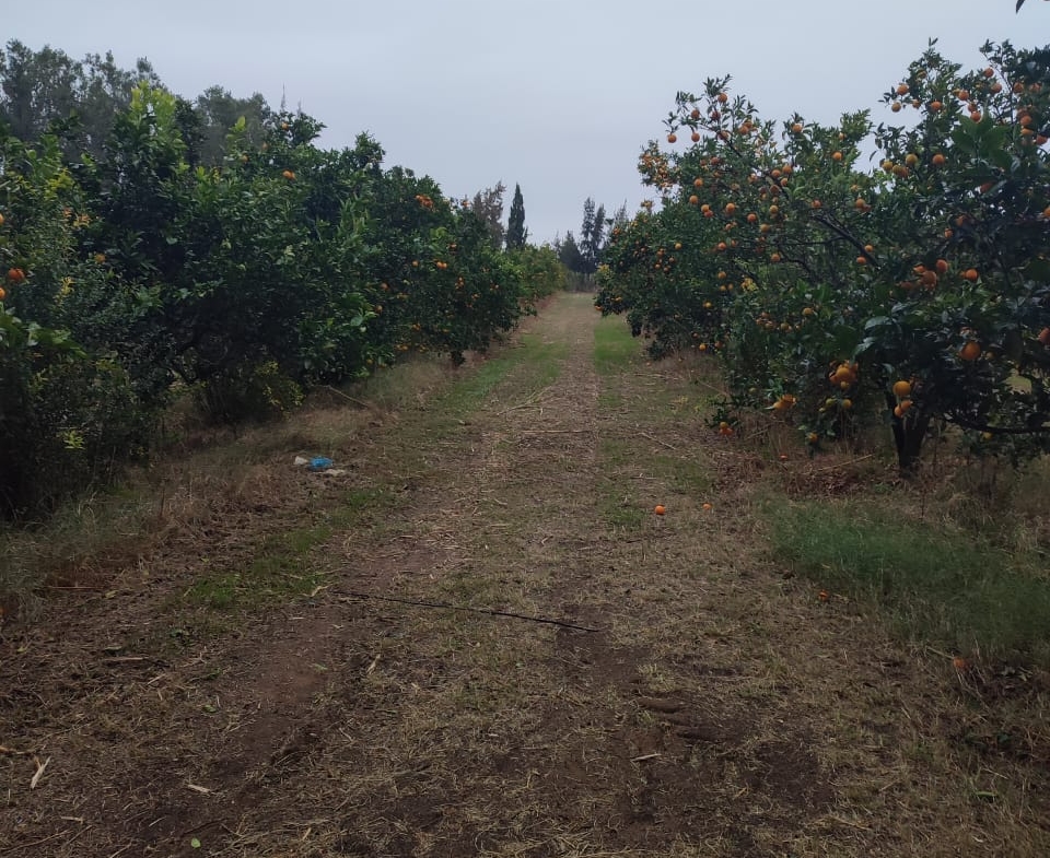 Farm in Nabeul,Korba
