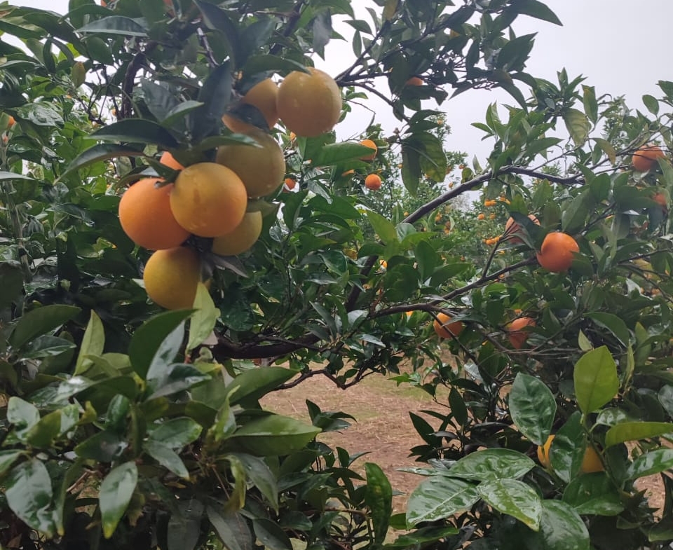 Farm in Nabeul,Korba