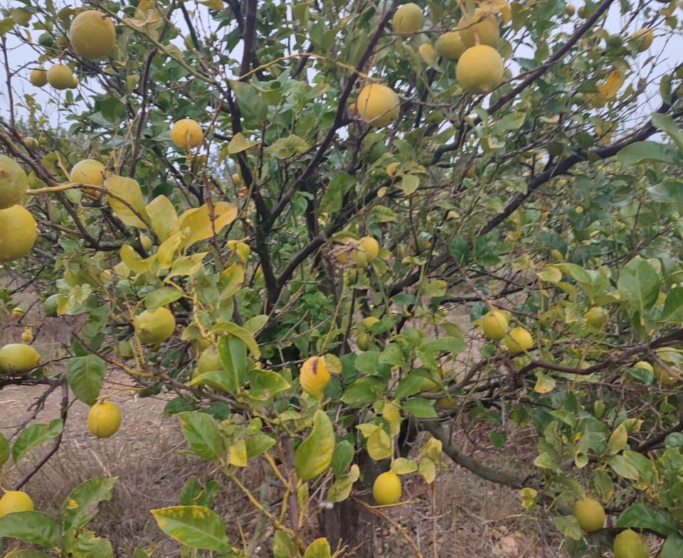 Farm in Nabeul,Korba
