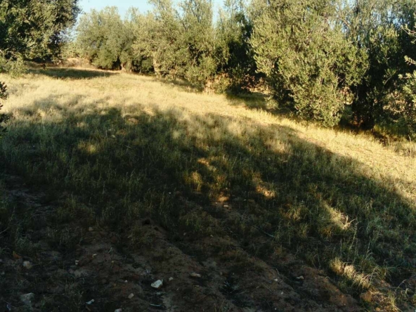 Land in Kairouan,Kairouan sud