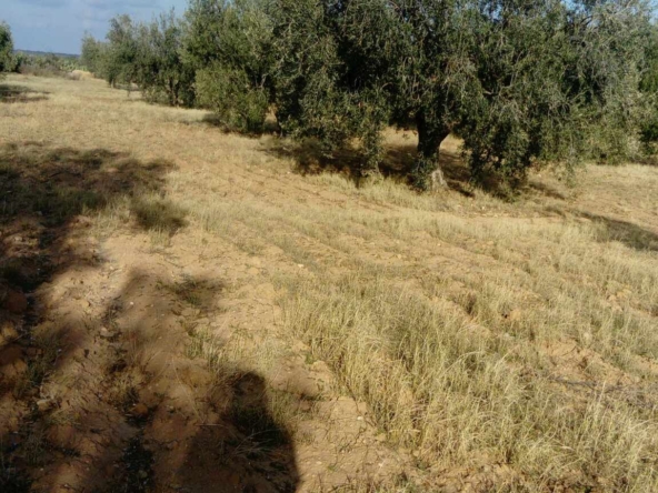 Land in Kairouan,Kairouan sud