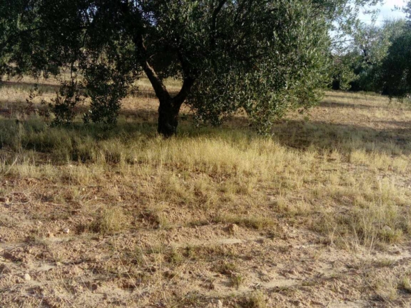 Land in Kairouan,Kairouan sud