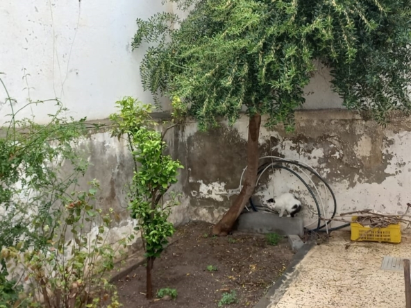 House in Tunis,