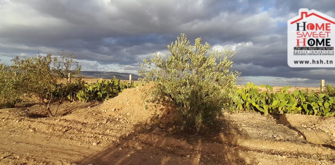 Land in Kef,Le kef est