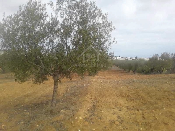 Land in Nabeul,Hammamet Sud