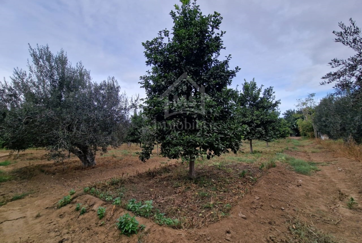 Land in Nabeul,