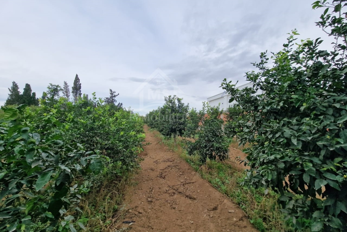 Land in Nabeul,