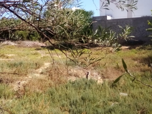 Land in Ariana,Raoued