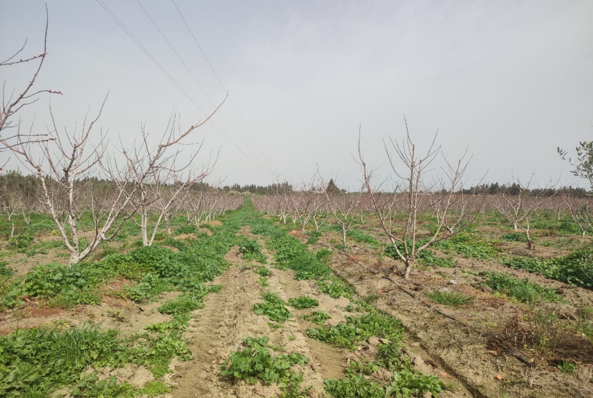 Farm in Nabeul,Nabeul