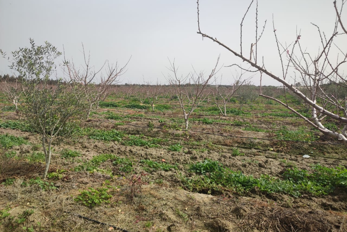 Farm in Nabeul,Nabeul