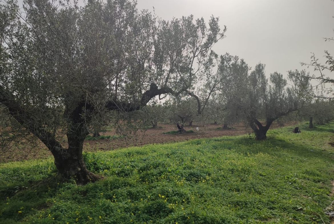 Farm in Nabeul,Nabeul