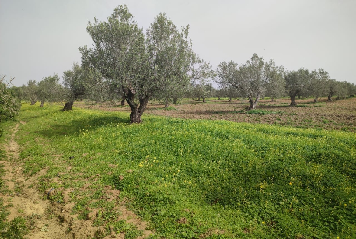 Farm in Nabeul,Nabeul