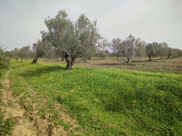 Farm in Nabeul,Nabeul