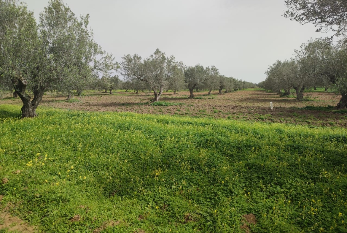 Farm in Nabeul,Nabeul