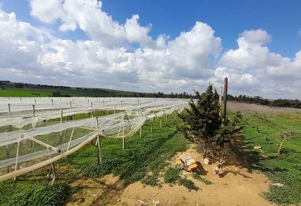 Farm in Nabeul,Kelibia