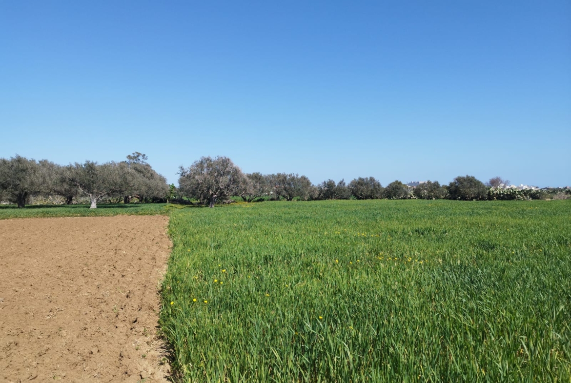Land in Nabeul,Kelibia