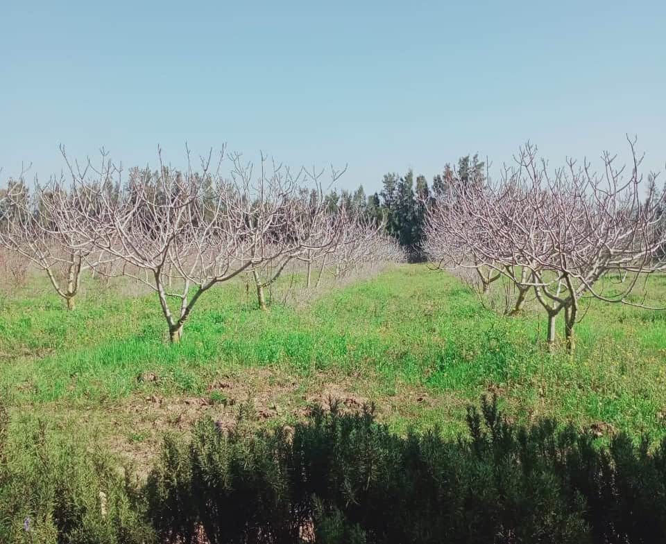Land in Nabeul,Korba