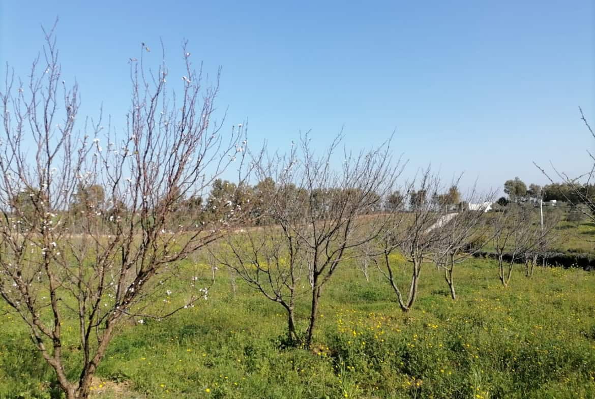 Land in Nabeul,Korba