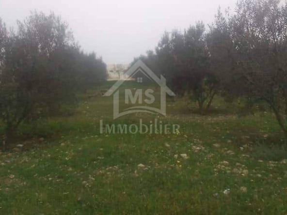 Farm in Nabeul,