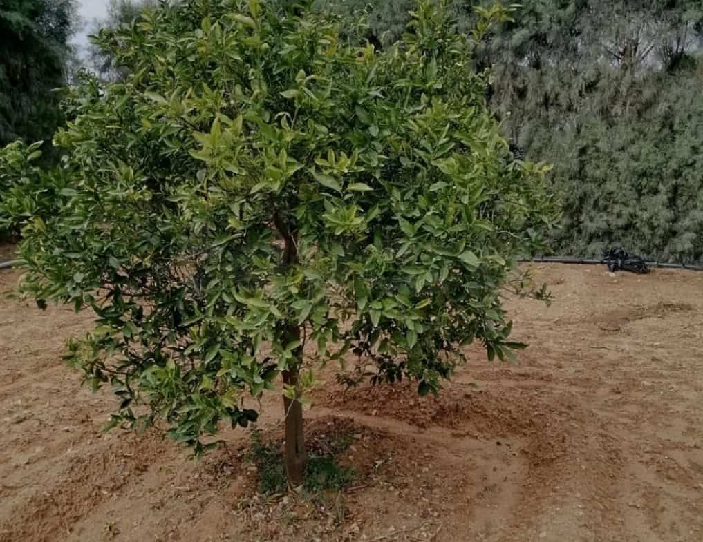 Land in Nabeul,Soliman
