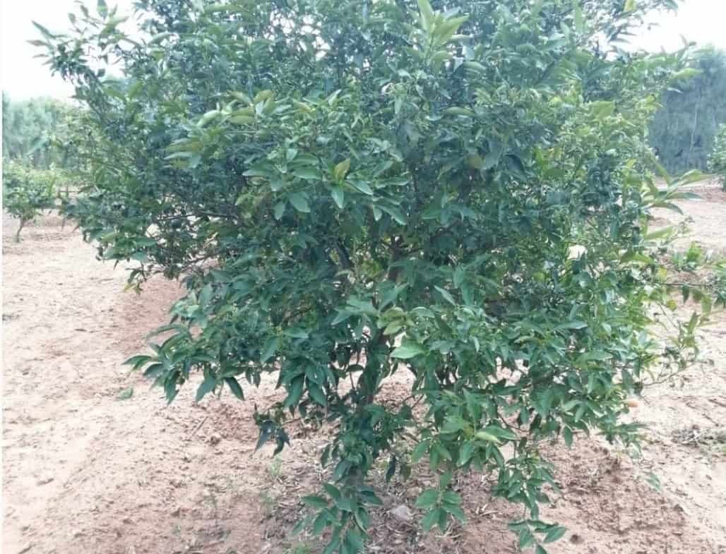 Land in Nabeul,Soliman