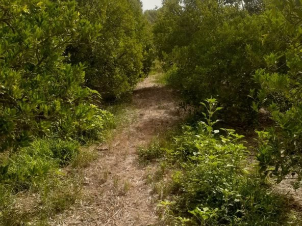 Land in Nabeul,Menzel bouzelfa