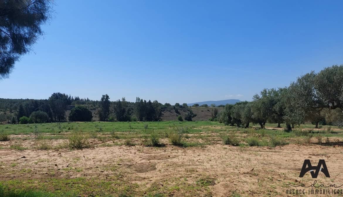 Farm in Nabeul,Nabeul