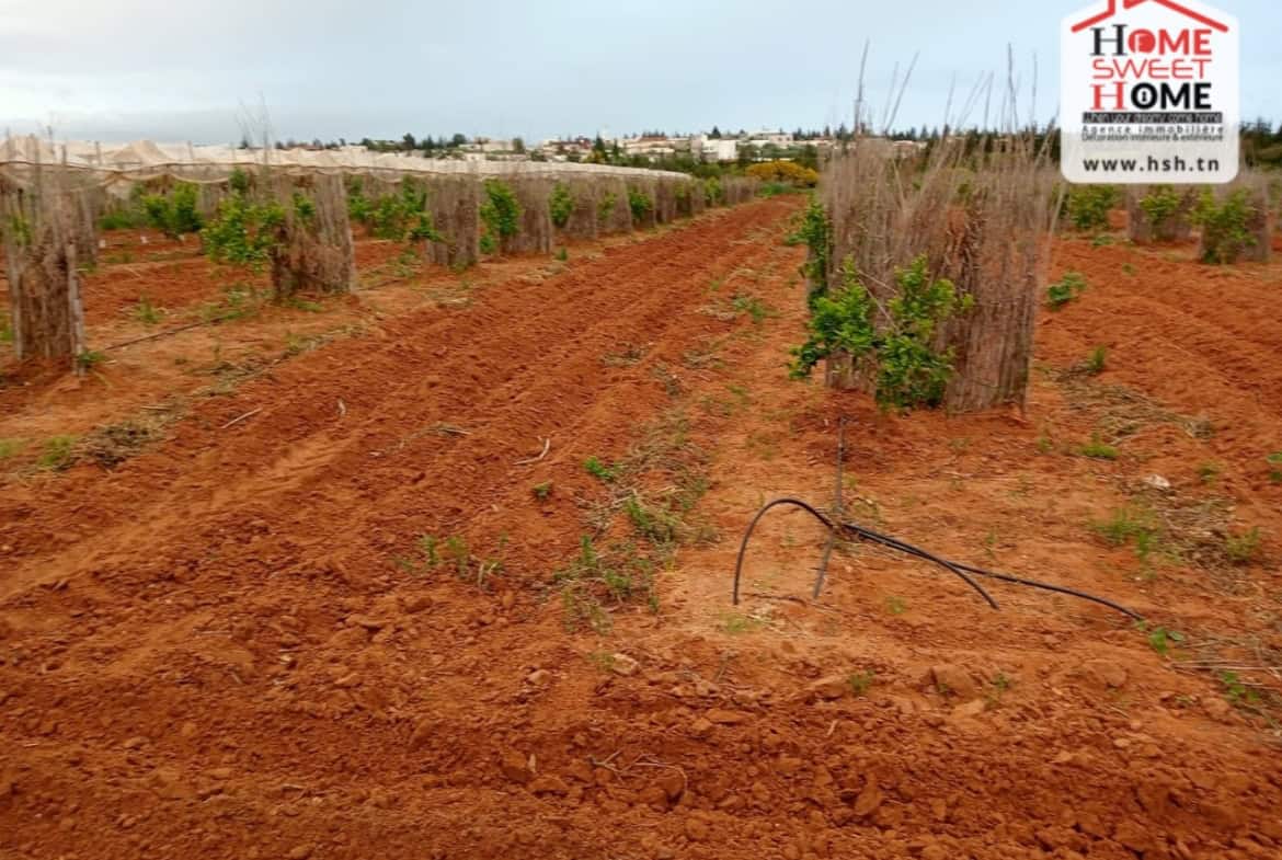 Land in Ben arous,Mornag