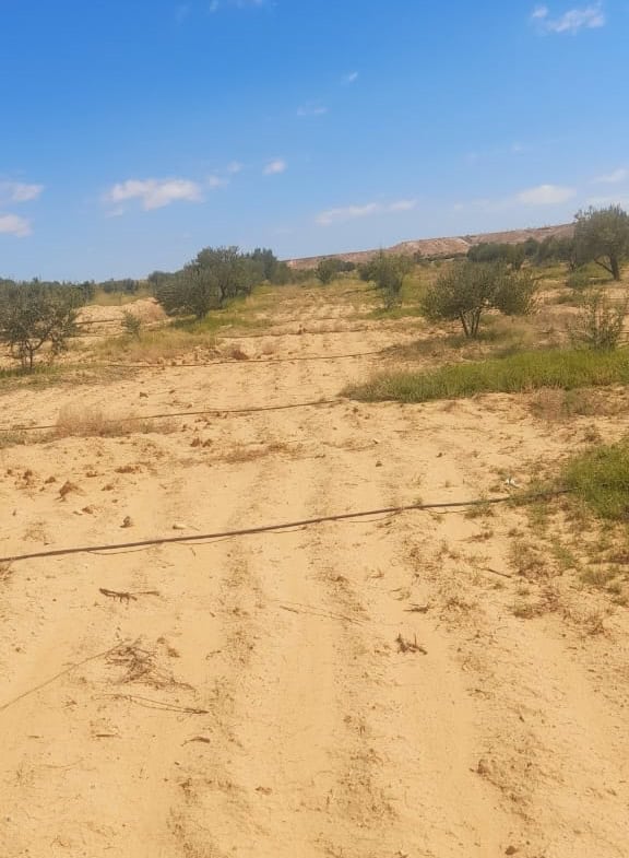 Land in Kasserine,Feriana
