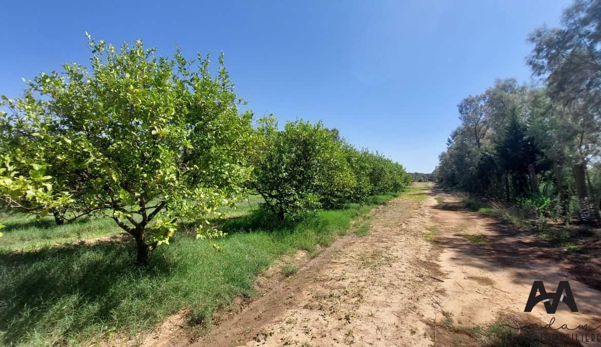 Farm in Nabeul,Nabeul