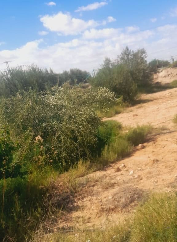 Land in Kasserine,Feriana