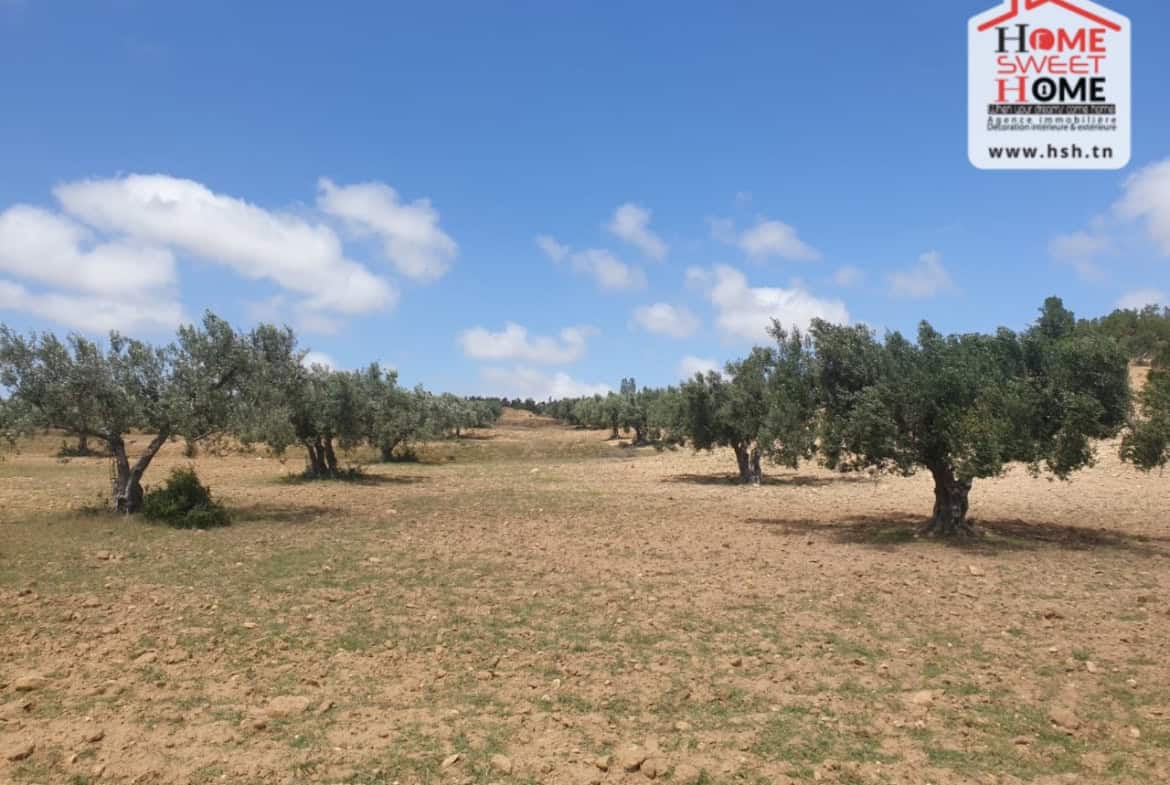 Land in Zaghouan,Zaghouan