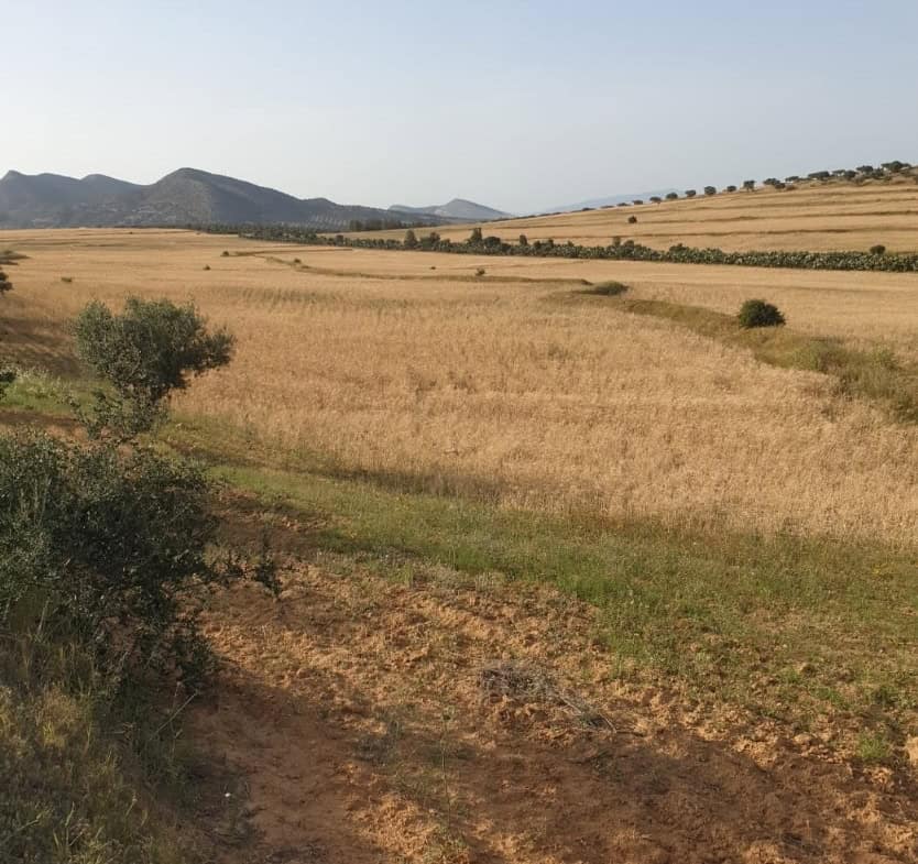 Land in Zaghouan,Zaghouan