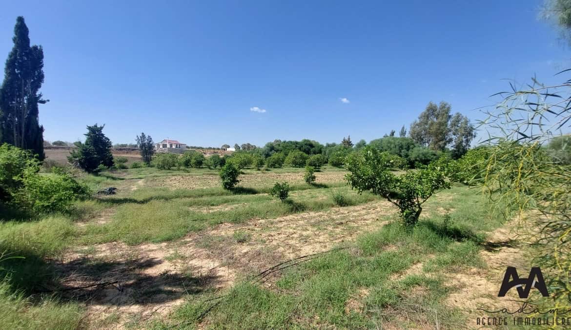 Farm in Nabeul,Nabeul