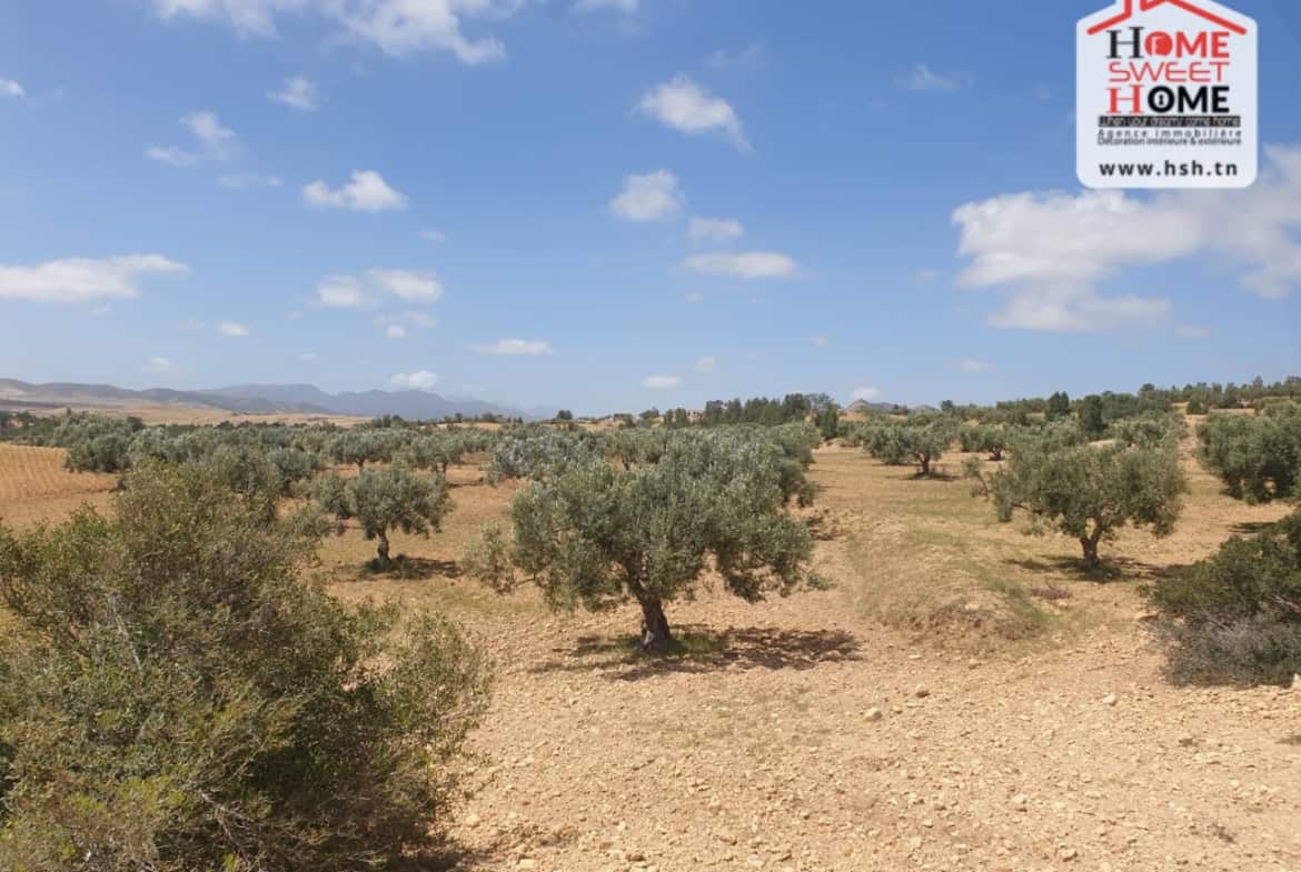 Land in Zaghouan,Zaghouan