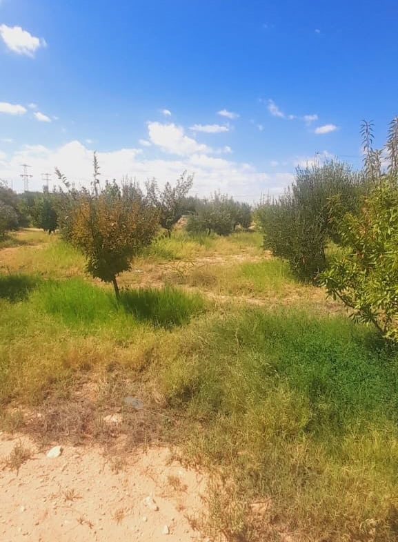 Land in Kasserine,Feriana