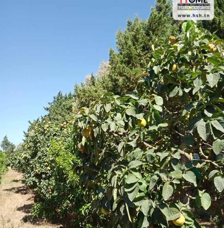 Land in Nabeul,Soliman