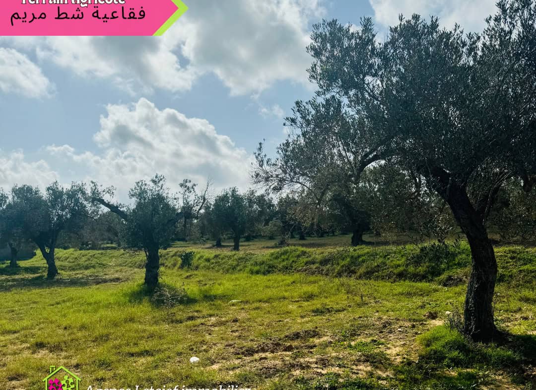 À vendre Terrain de 4000m2 70 DTle m² a foukaia chott meriem